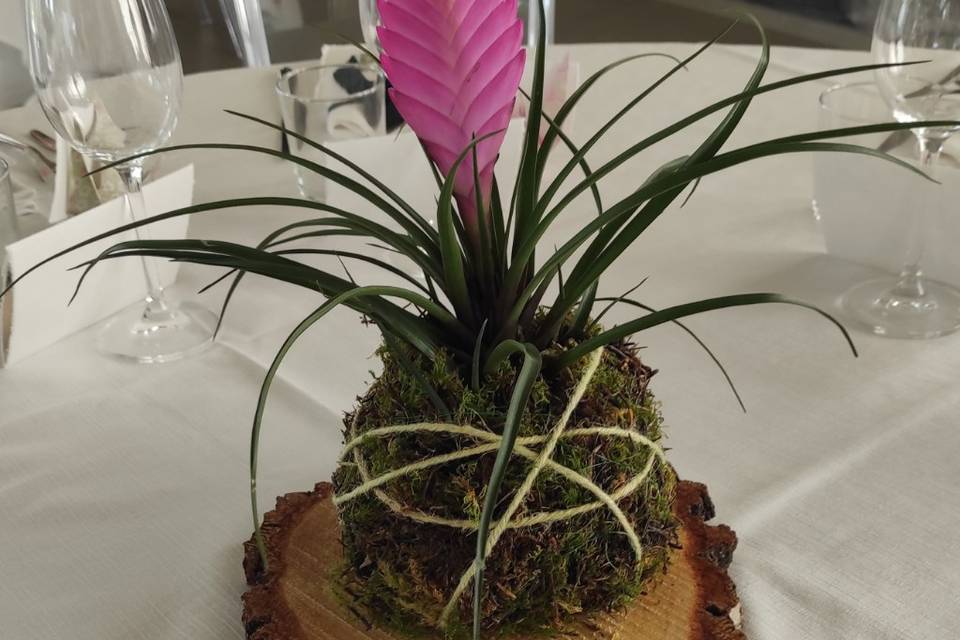 Kokedama, centrotavola green