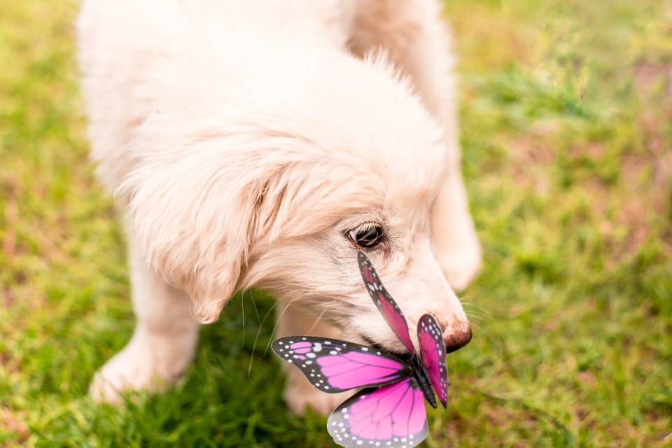 Dog butterfly 2