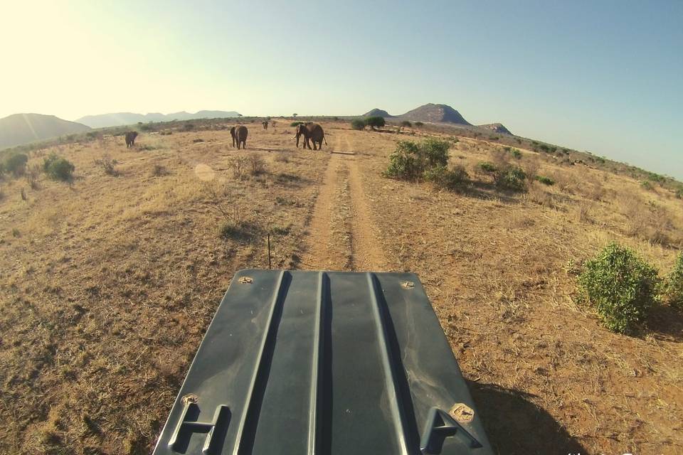 Safari in Kenya