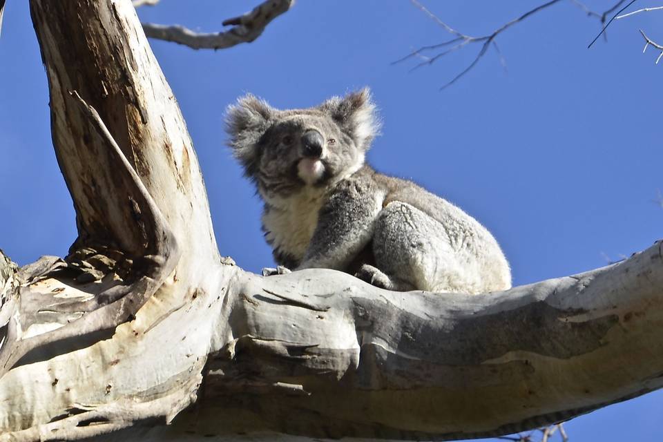 Australia koala