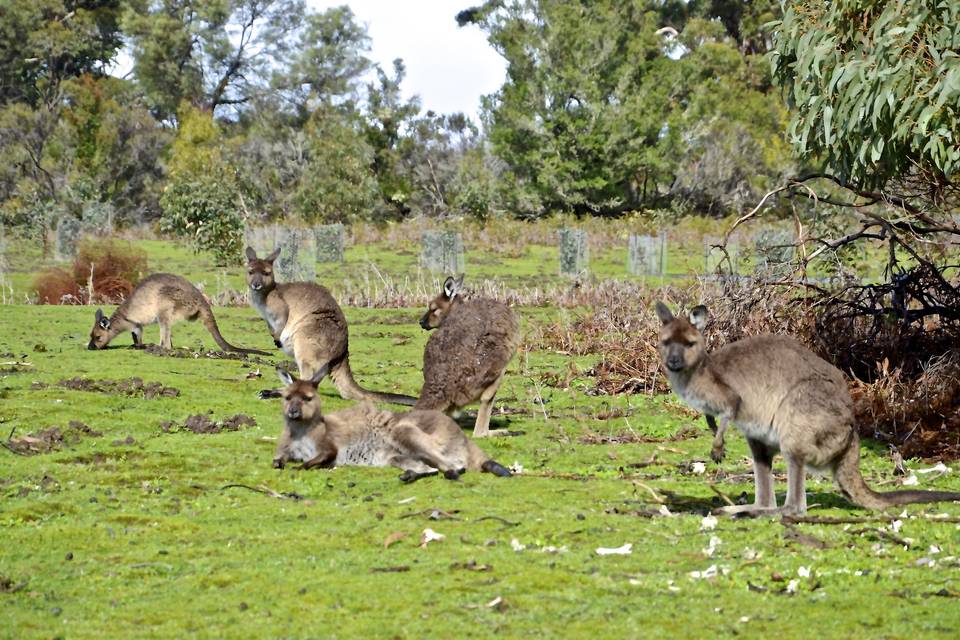 Australia