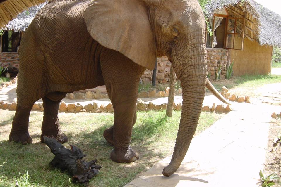 Africa