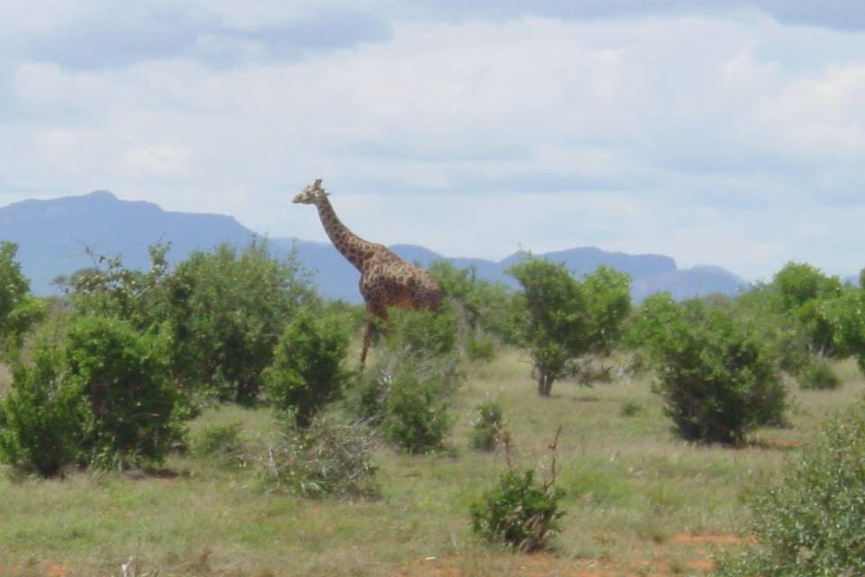 Africa