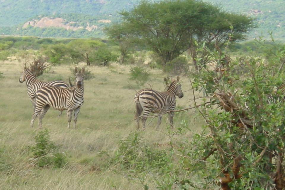 Africa