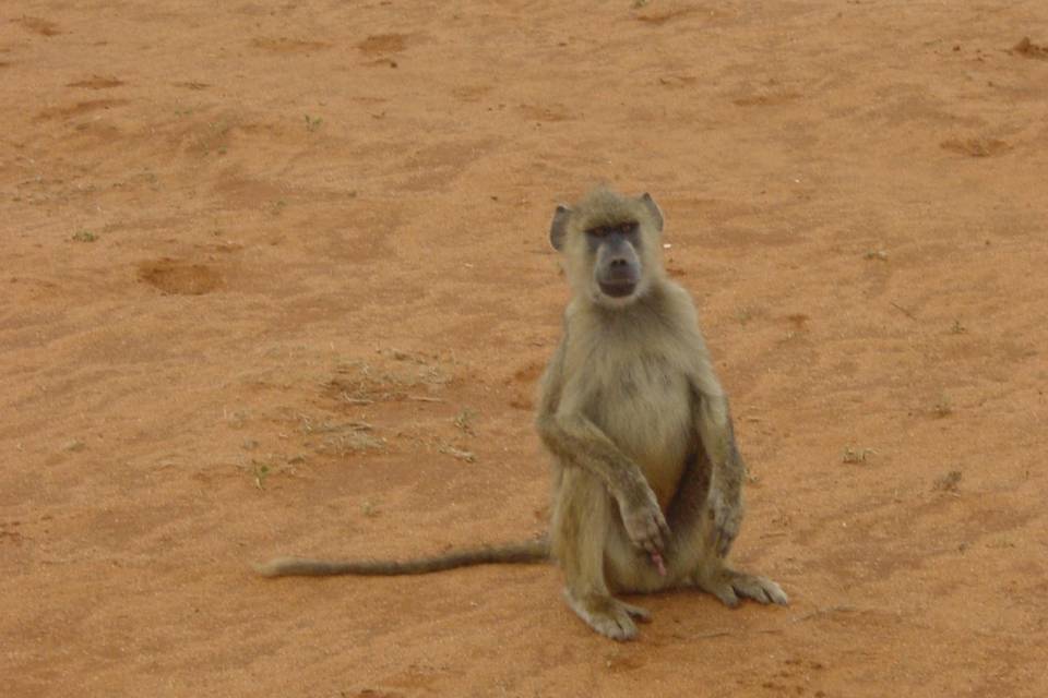 Africa
