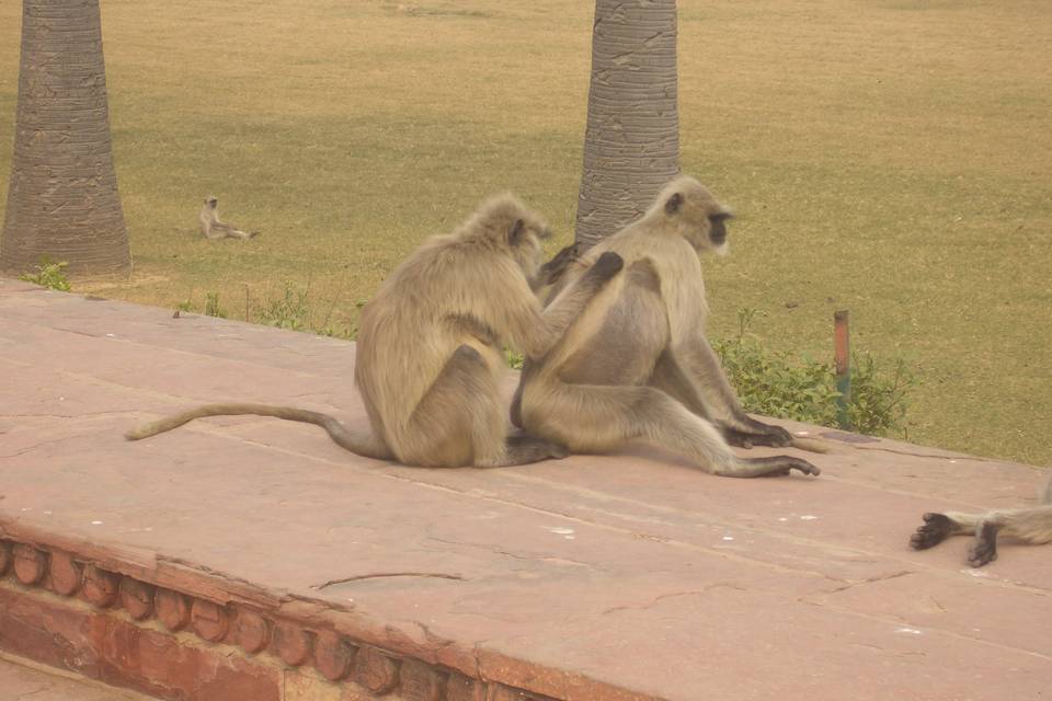 India