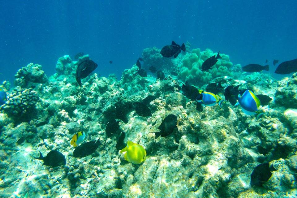 Maldive