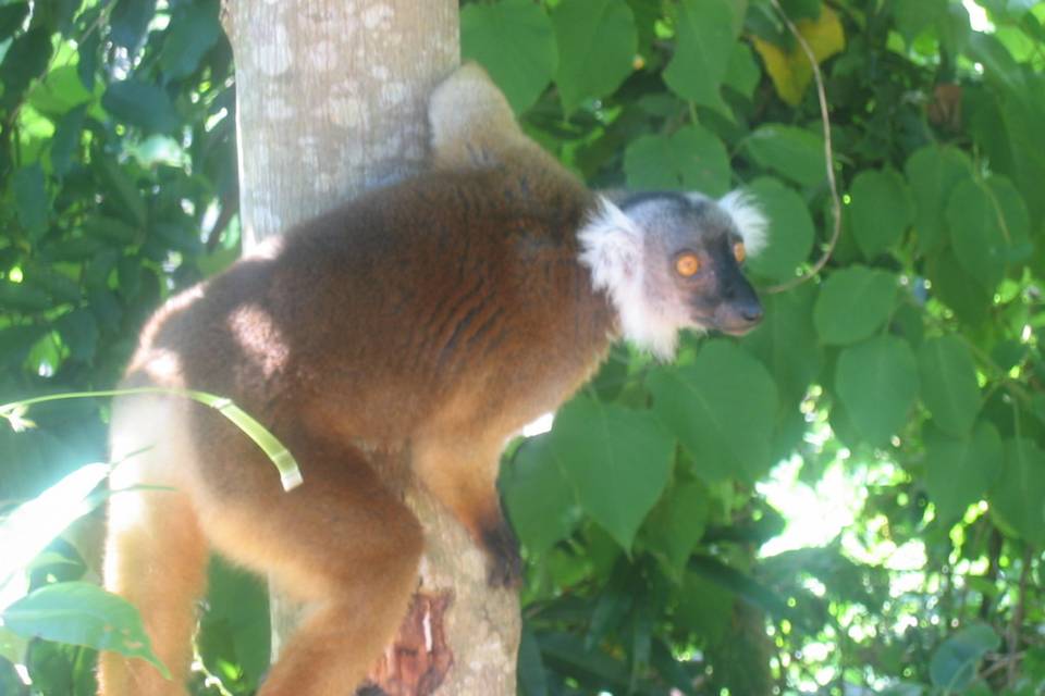 Madagascar
