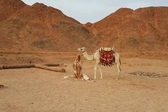 Egitto-Marsa Alam