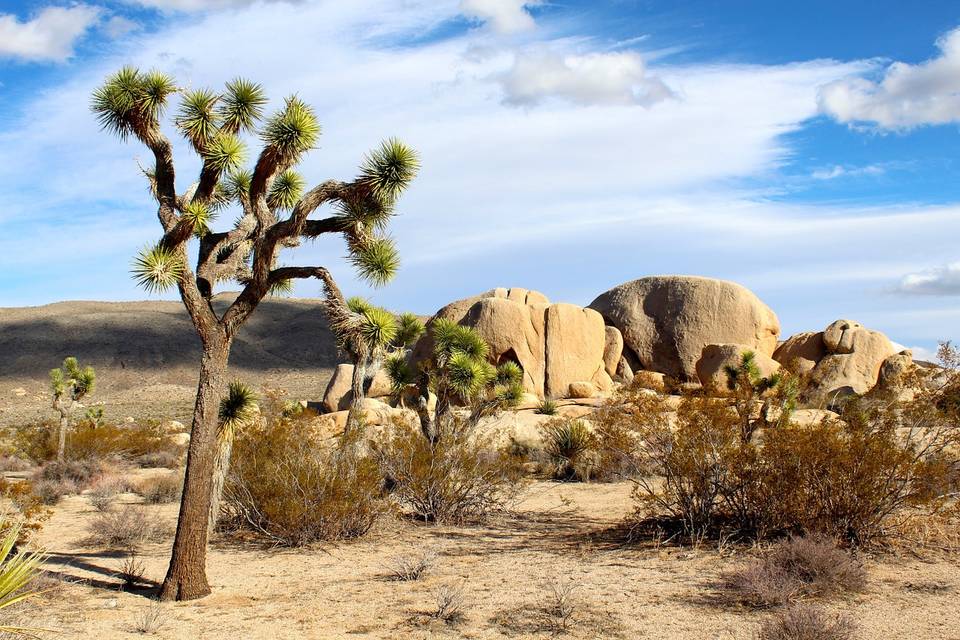 Joshua tree NP