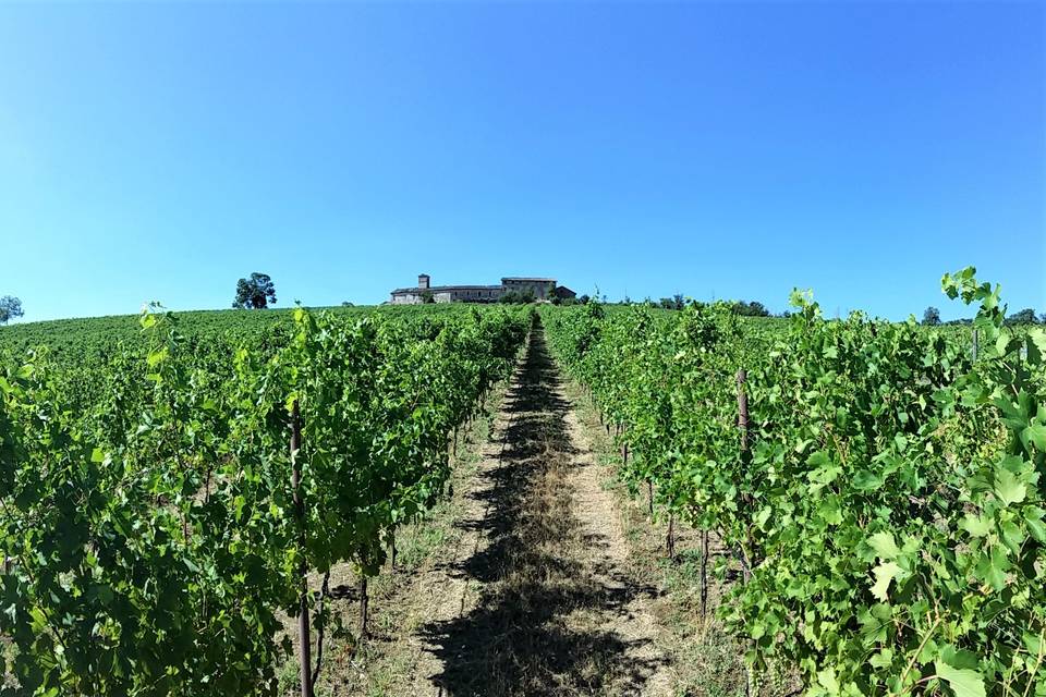 Tenuta di Aljano