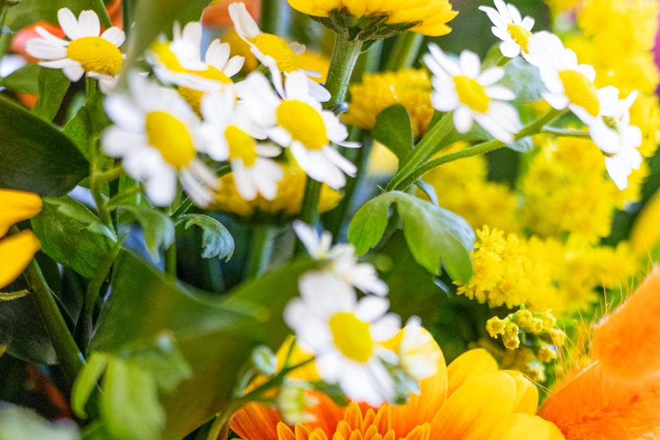 Fiori arancio