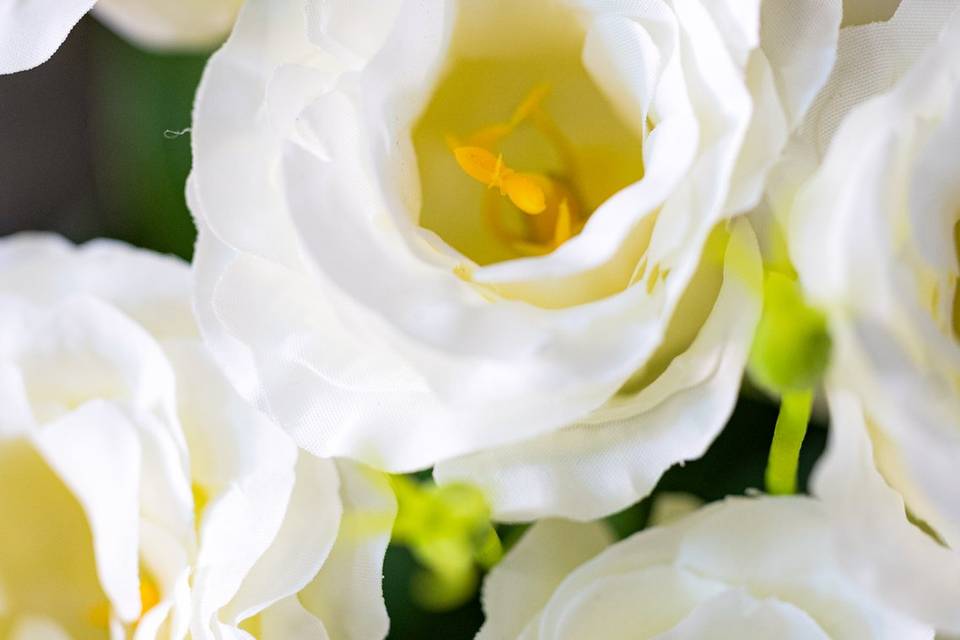 Fiori bianchi