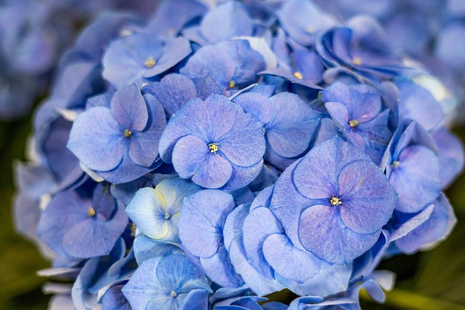 Macro fiori