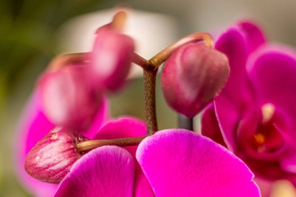 Orchidea fucsia
