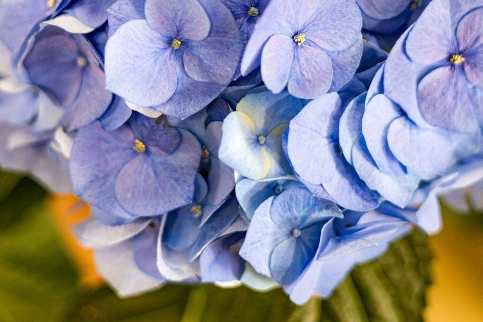 Ortensie blu