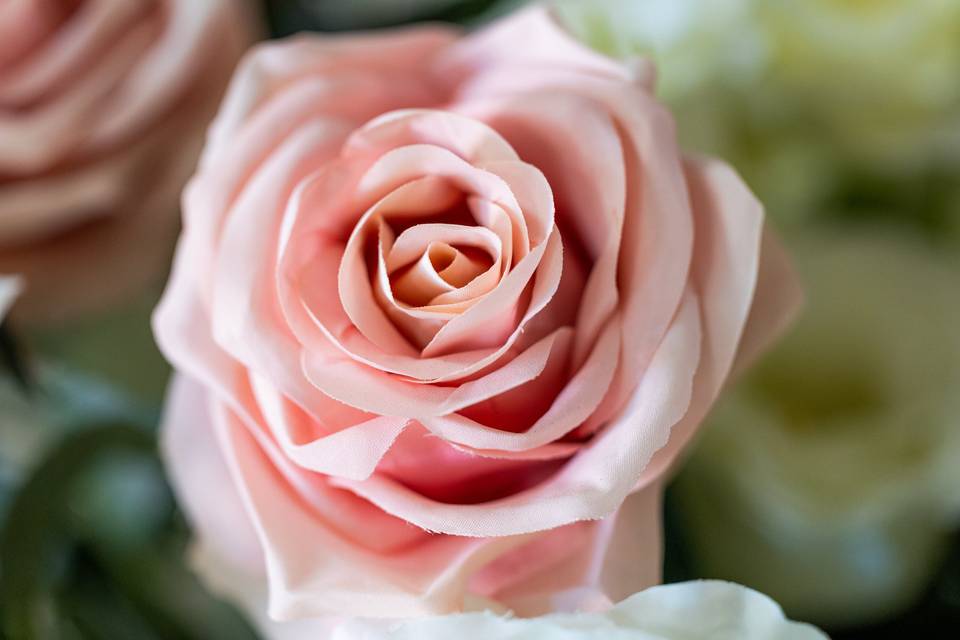 Rosa singola