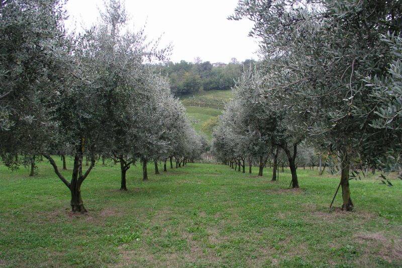 Tenuta Al Monte