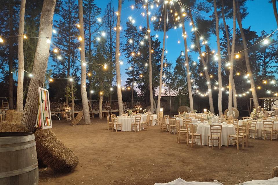 Cielo stellato nel bosco