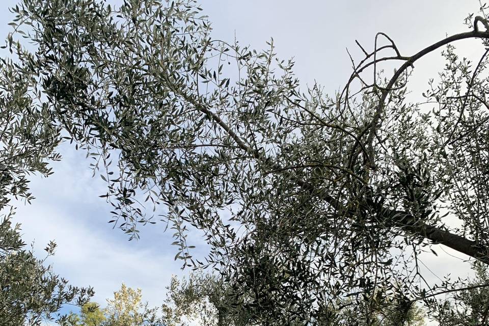 Abbellisci la tua location