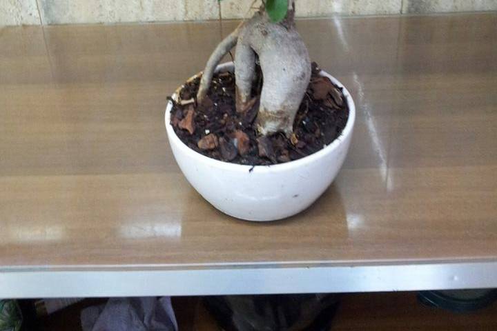 Bomboniere bonsai