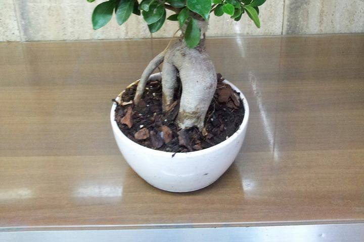 Bomboniere bonsai