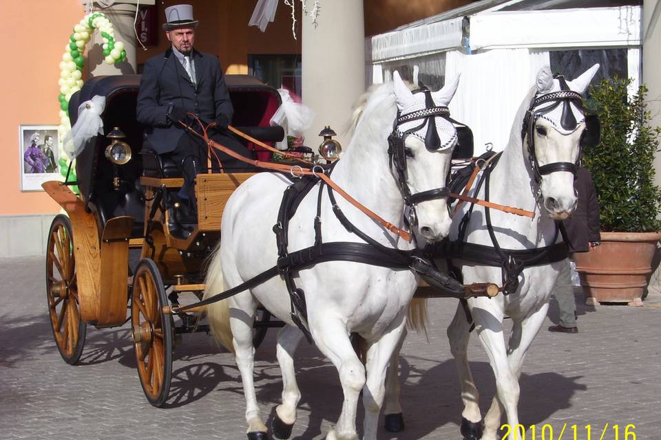 Carrozza con cavalli bianchi