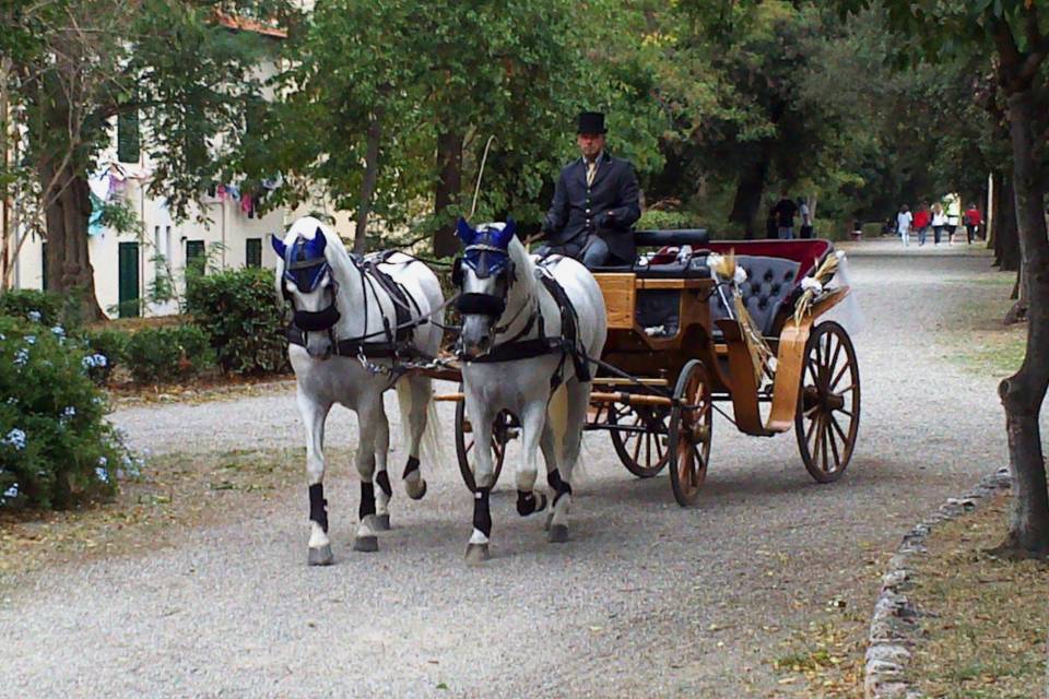 Cavalli bianchi