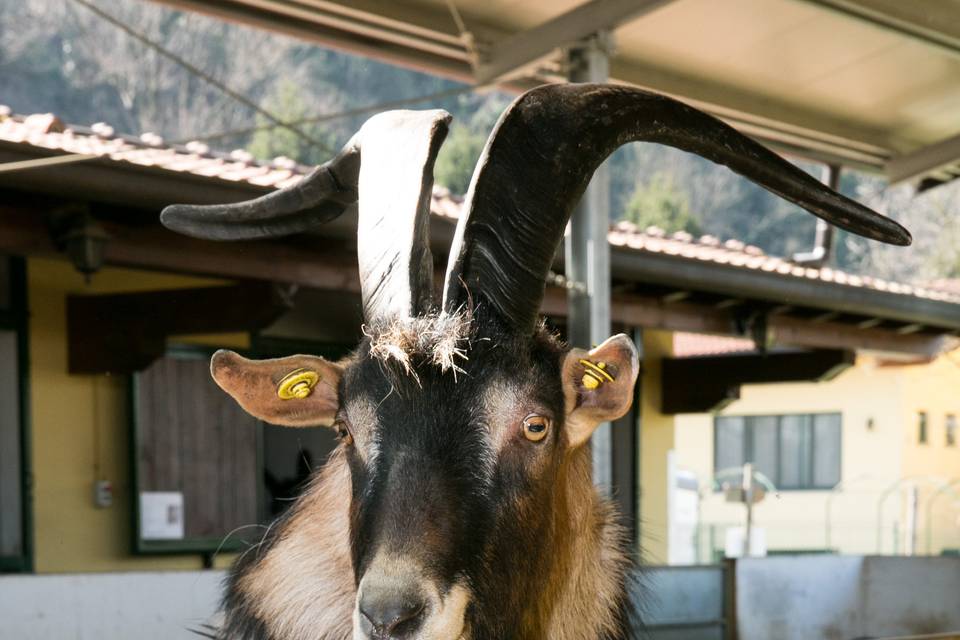 Agriturismo Le Cave Del Ceppo