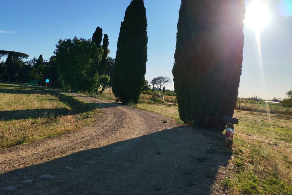 Il viale