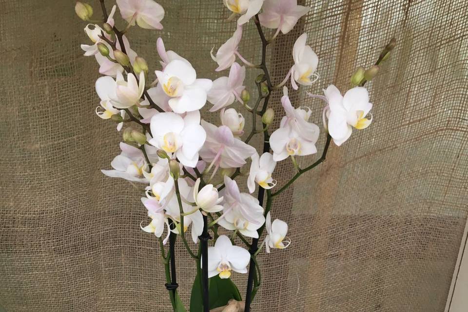 Centro-tavola-orchidea