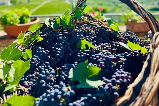 Settembre: vendemmia