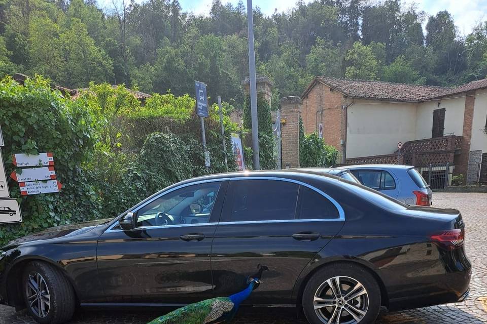 E class pavone