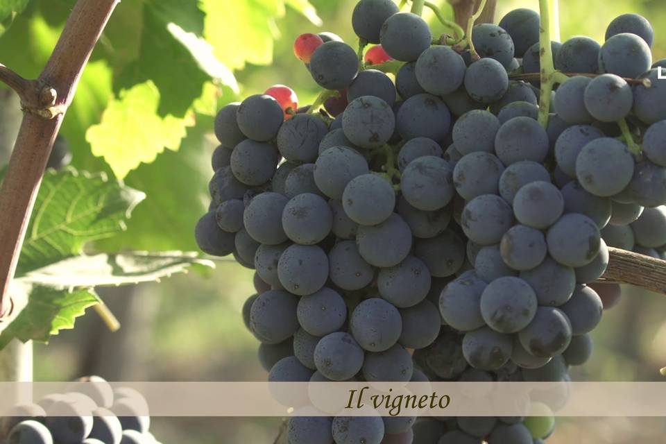 Aglianico