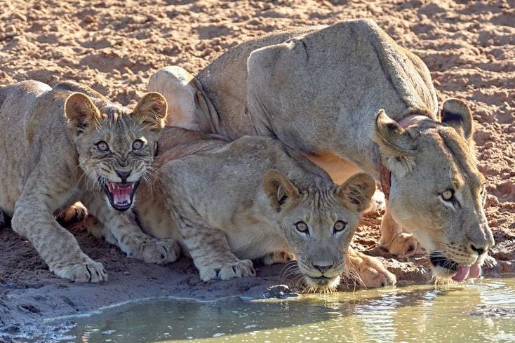 Safari in Sud Africa