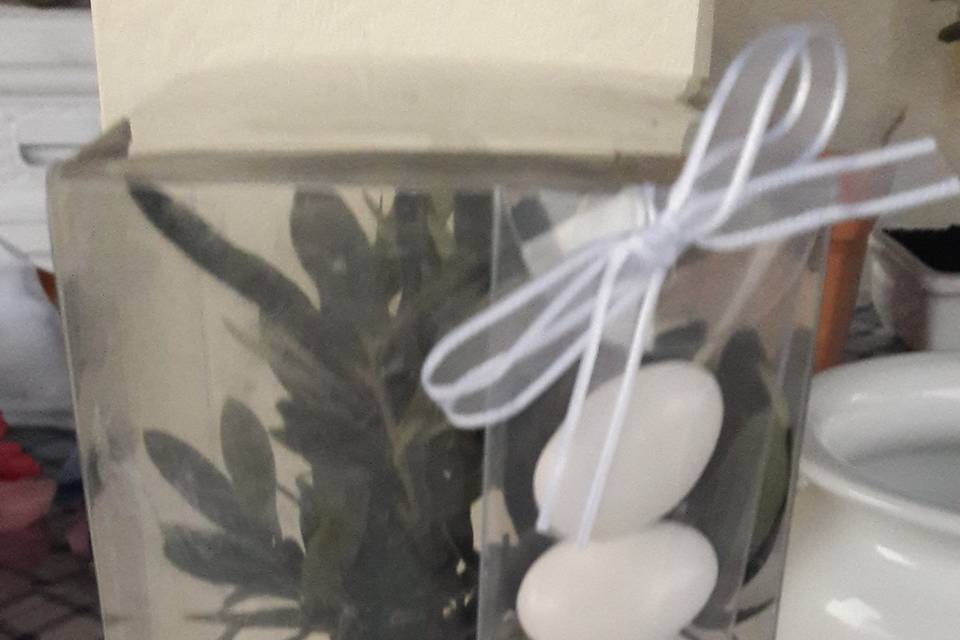 Bomboniera bonsai in box