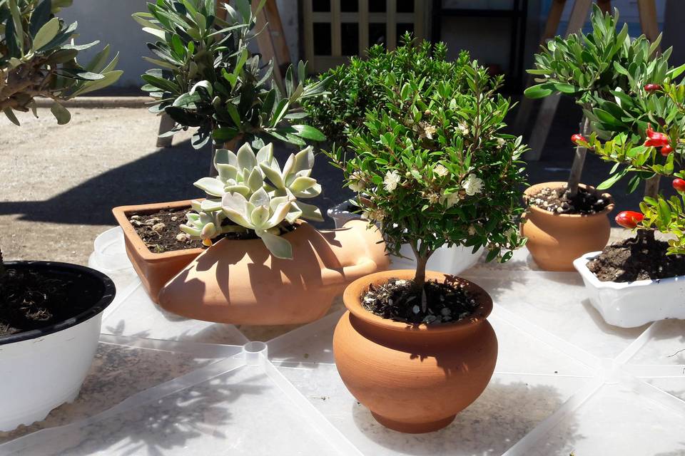 Mini bonsai e piante grasse