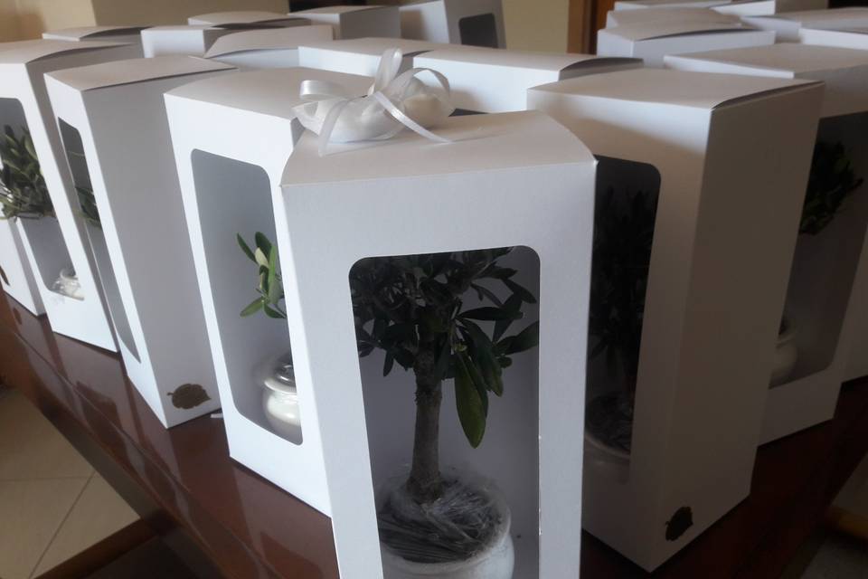 120 bonsai in scatola