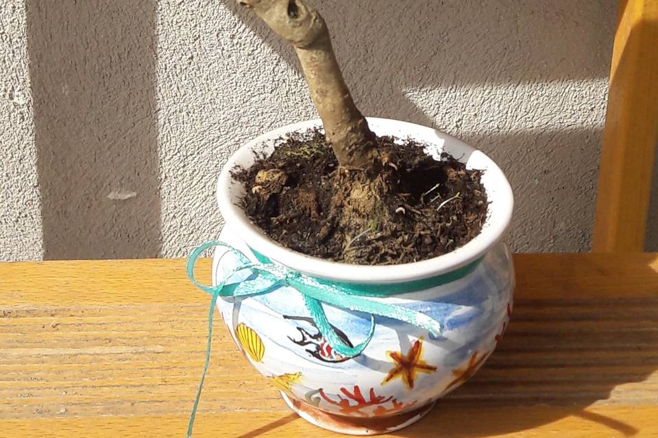 Bombonsai sul mare