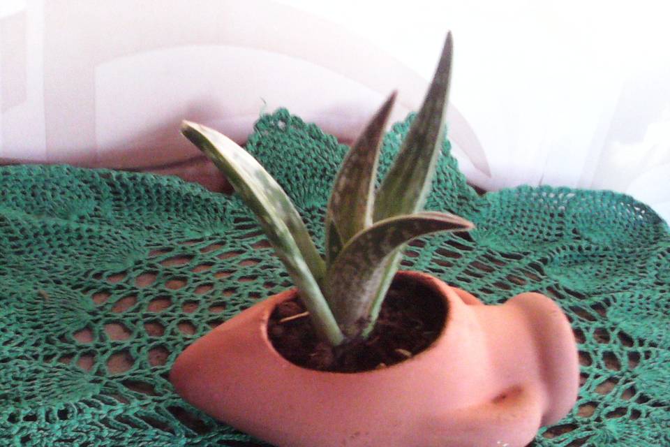 Aloe in mini giara