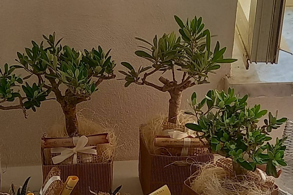 Roberta&giuseppe bonsai ulivo