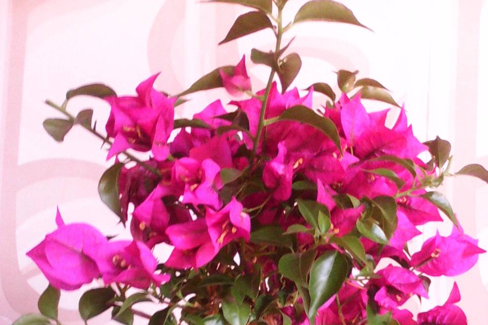 Centrotavola bougainvillea