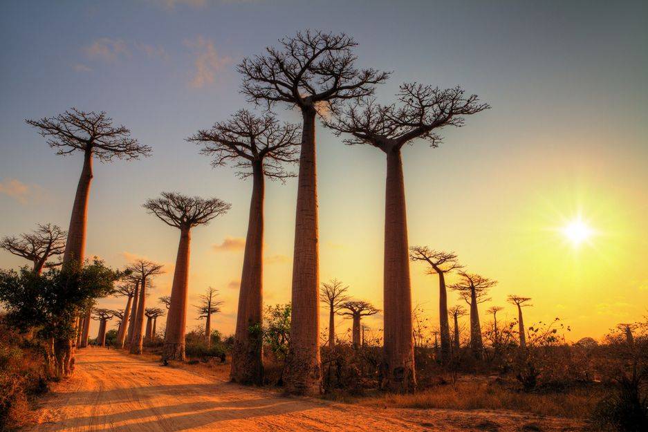 Madagascar, viale dei baobab