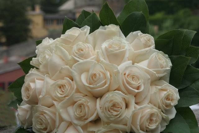 Compatto rose