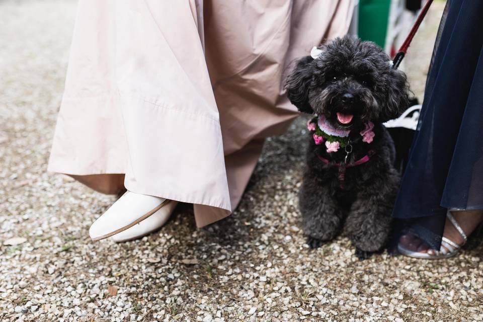 Foto matrimonio marche