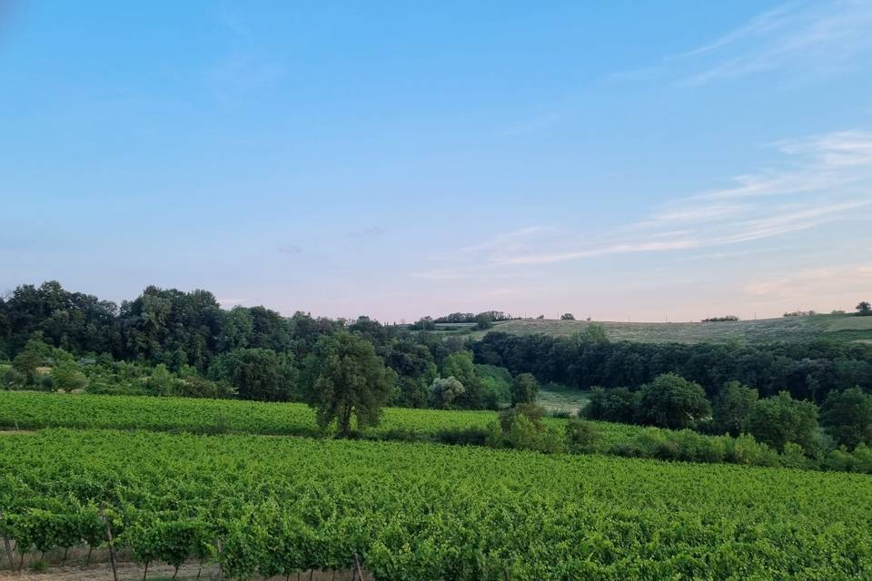 Vigneti di proprietà