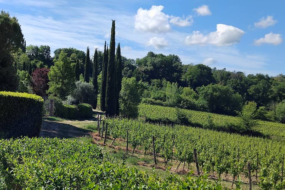 Lato vigneto
