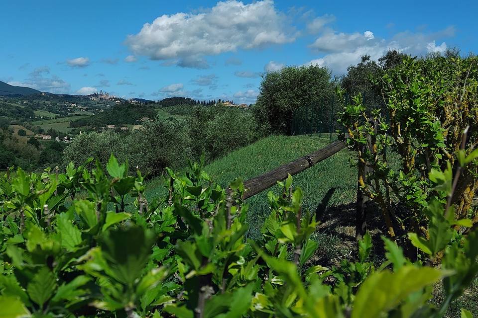 Panorama
