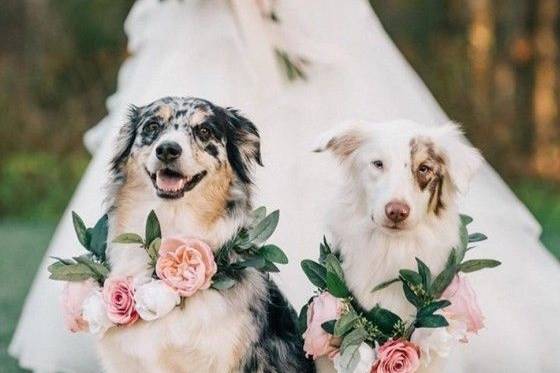 Dog Wedding