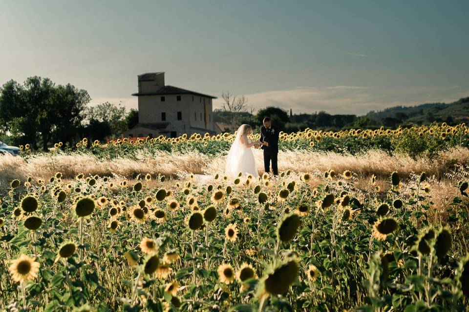 In mezzo ai girasoli